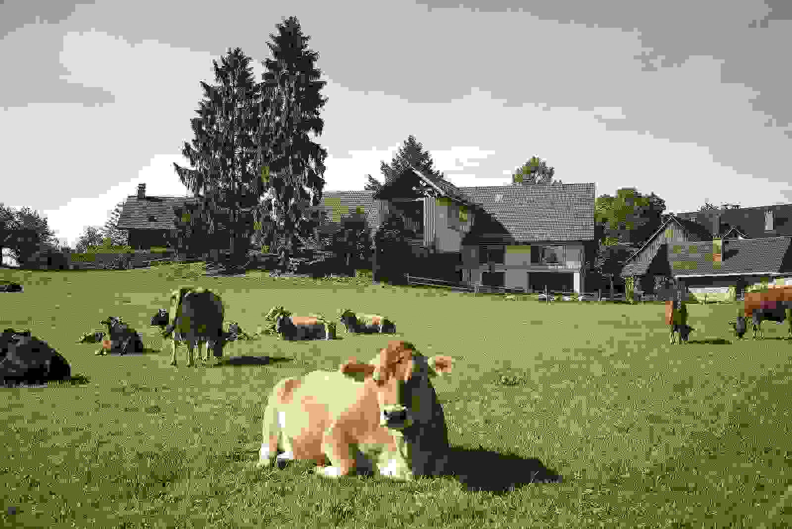 2eck_grossholz_mettmenstetten_01.jpg